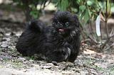 PEKINOIS 120